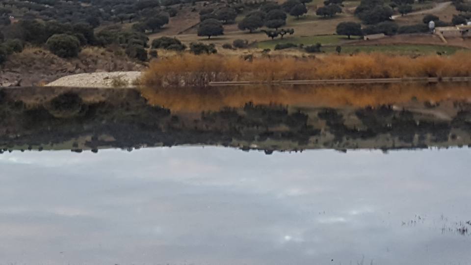 Reflejos